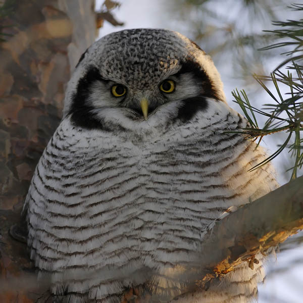 Hiiripöllö, Northern Hawk Owl, Surnia ulula